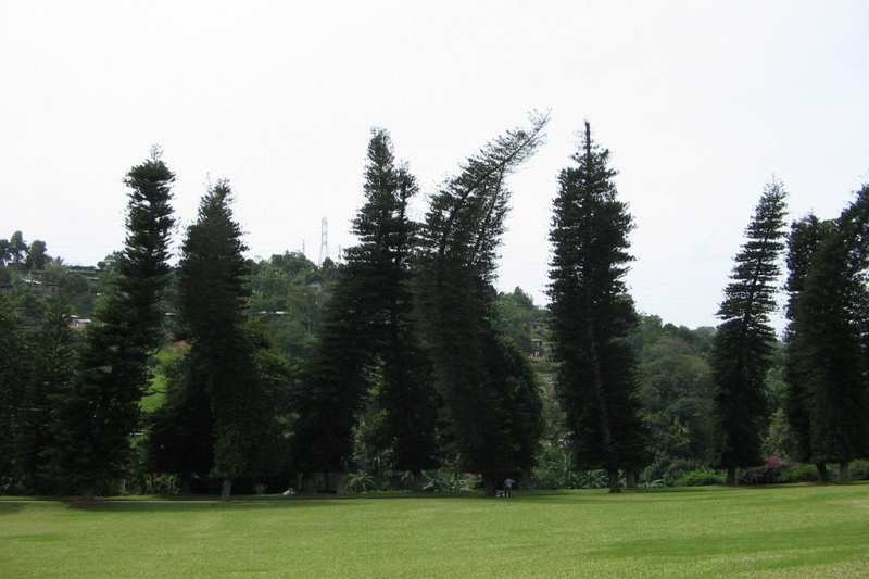 Sri Lanka, Kandy, Royal Botanical Garden